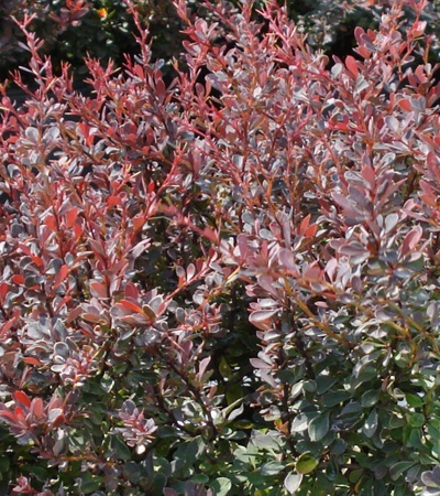 Barberry Royal Burgundy®